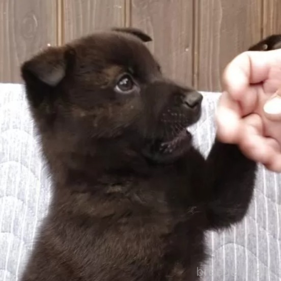 販売中の岡山県の甲斐犬-373757